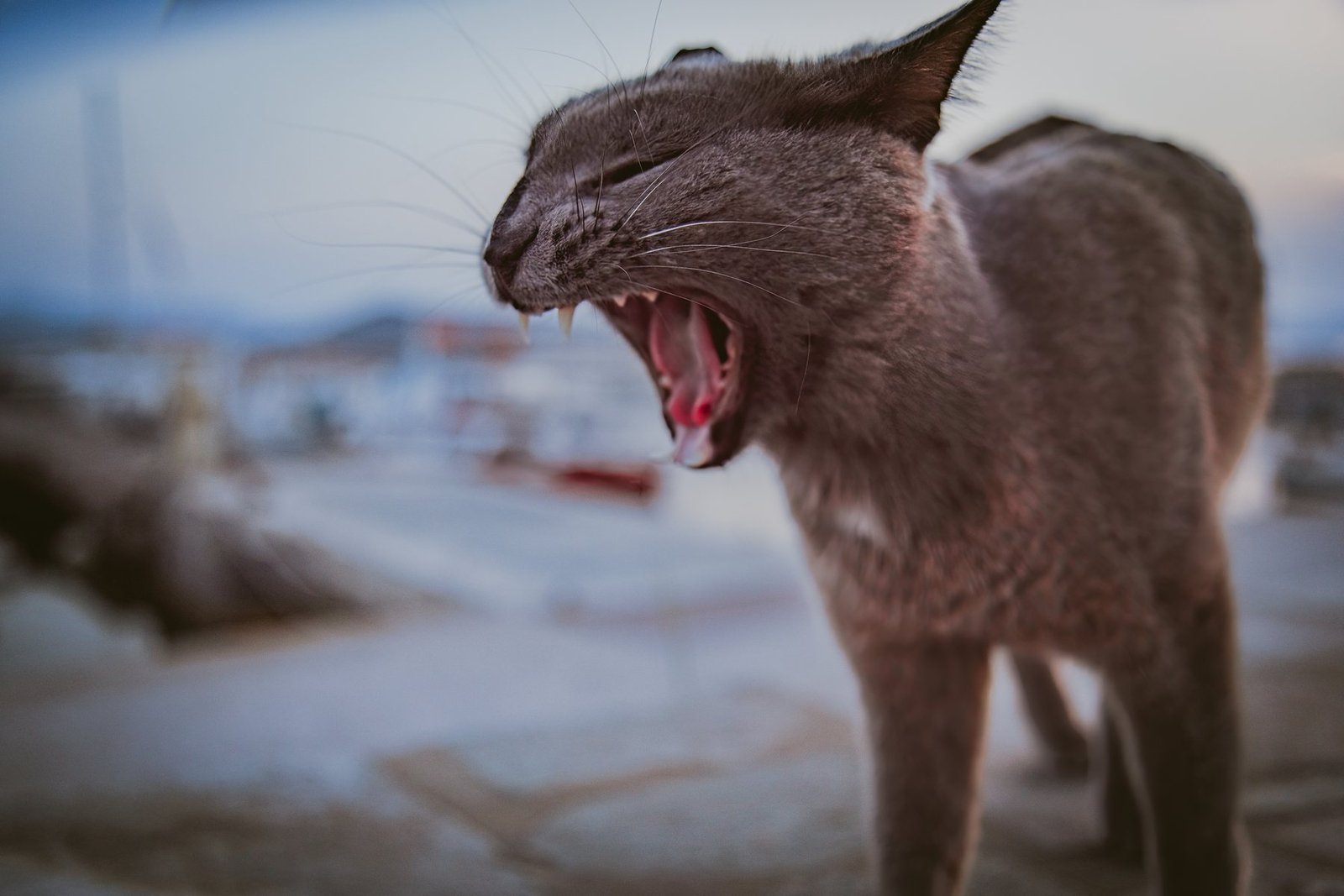 The yawn
