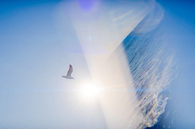 Gull and flare