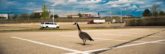 Goose, parking lot