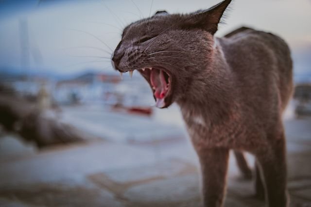 The yawn